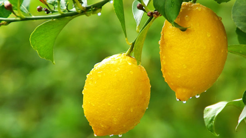 Limonun fiyatı 10 dolara çıkınca Ruslar yasaklayamadı