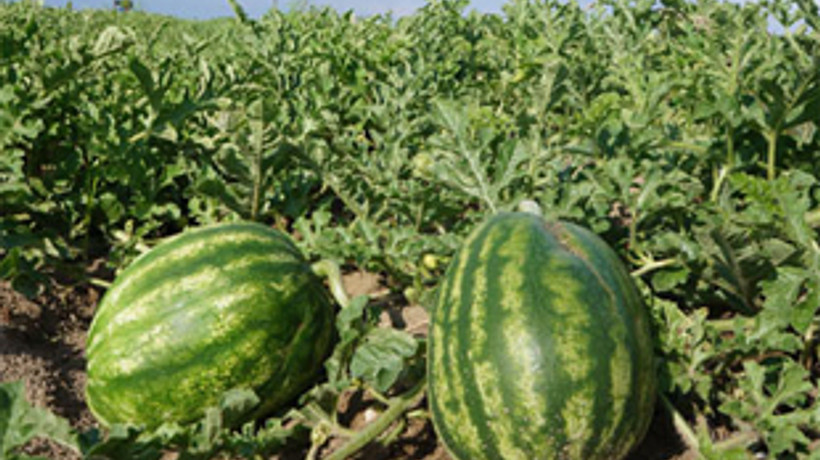 Karpuz bu sene de kabak tadı verecek!