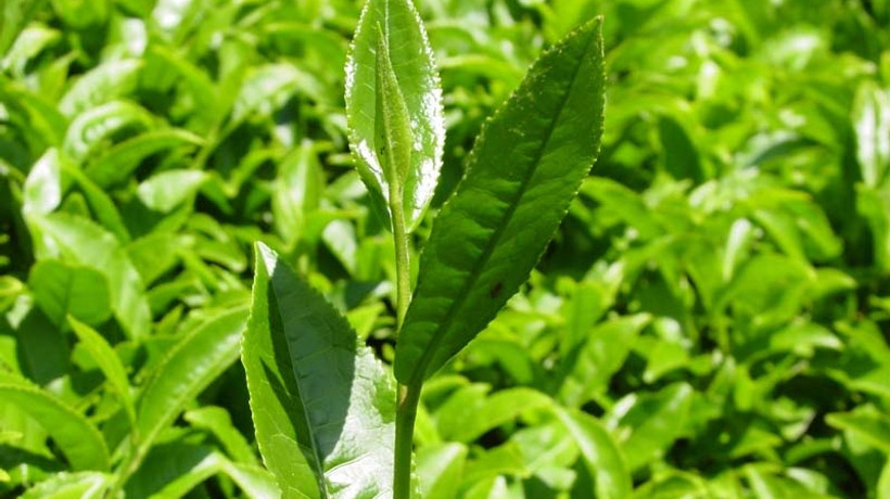 Karadeniz için 10 şiddetinde deprem
