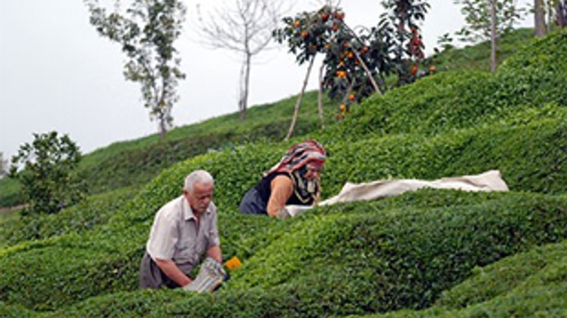ÇAYKUR çalışanları grevde!