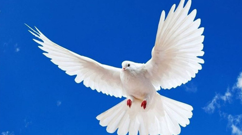 Talih kuşu devletin başına konacak