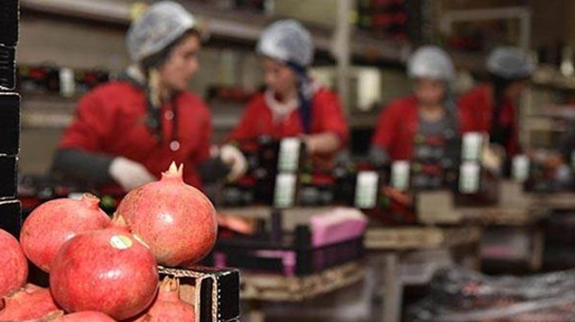 Rusya aralıkta stok yaptı, meyve ihracatı arttı