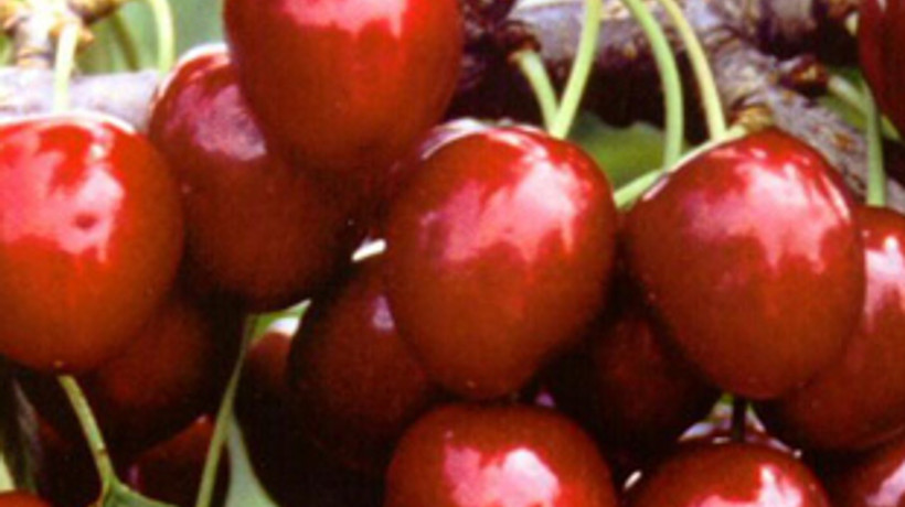 Kiraz bu yıl el yakacak