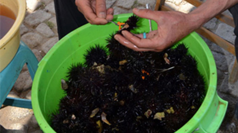 Deniz kestanesinin fiyatı tavan yaptı