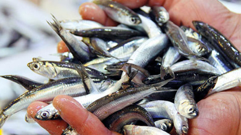 Balık fiyatları altınla yarışıyor