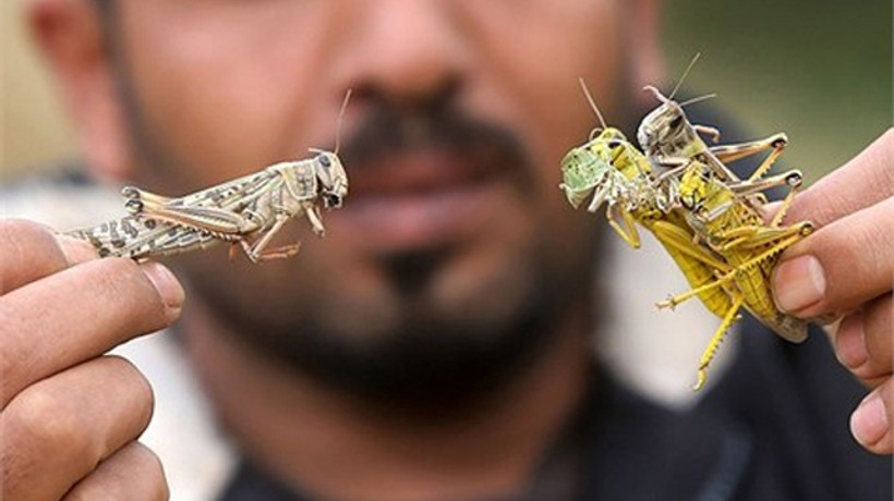 BM'den açlığa çözüm: Böcek yiyin