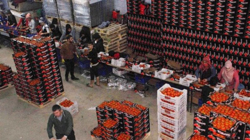 Domateste 32.8 milyon dolarlık kayıp