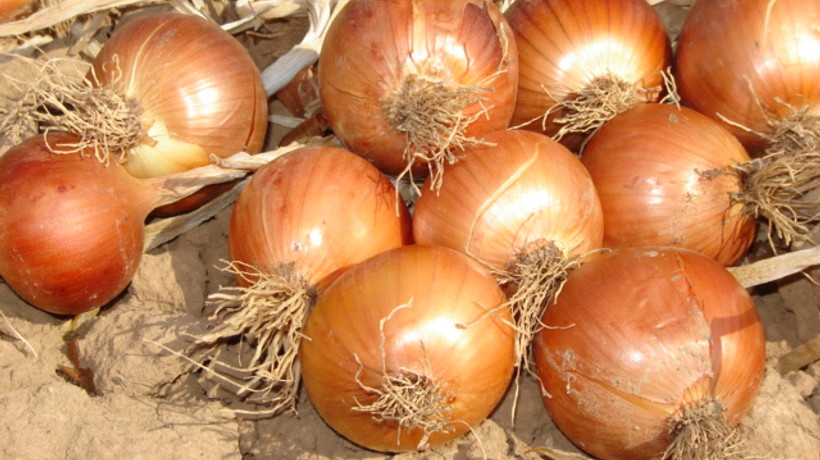 Şubatta en fazla kuru soğanın fiyatı arttı