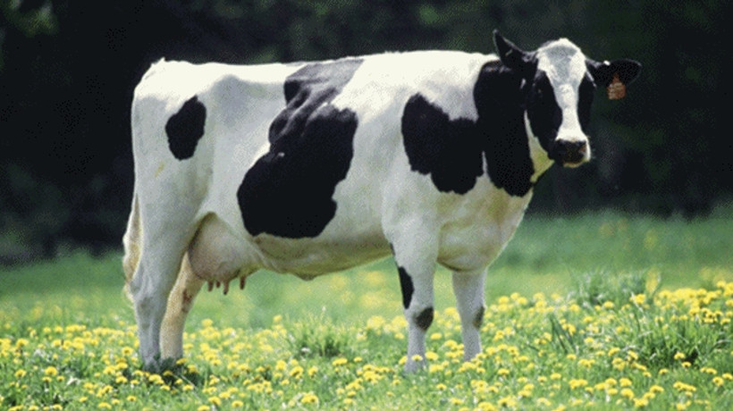 İşte yeni hayvancılık destek paketi