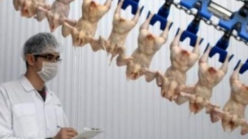 Şeker Piliç canlandı