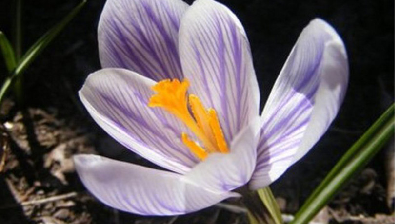 1 gramı 62.5 trilyon dolar!