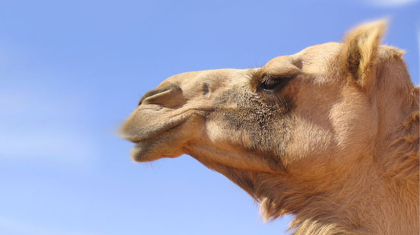 Sahur mönüsü: Deve sütü kokteyli!