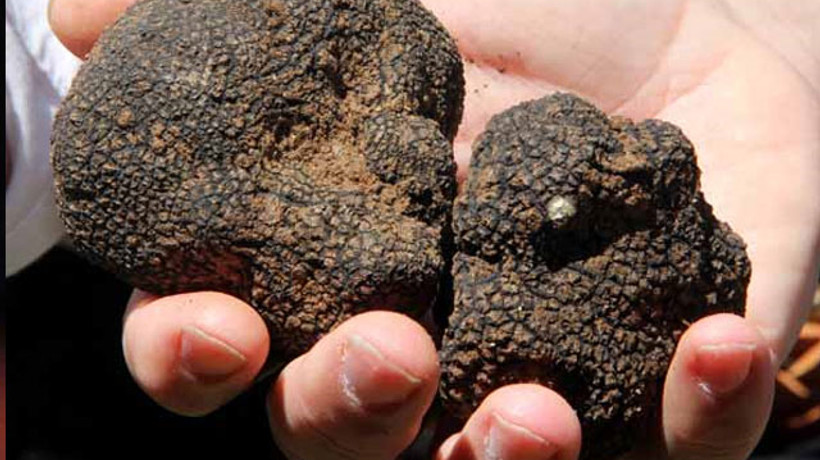 9 bin liralık mantar şaşkınlığı!