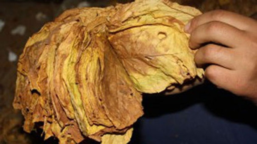 Tütüne küresel yasak gelebilir