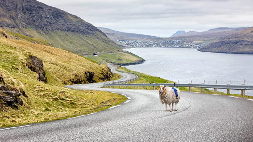 Google koyunları Street View için kullanıyor