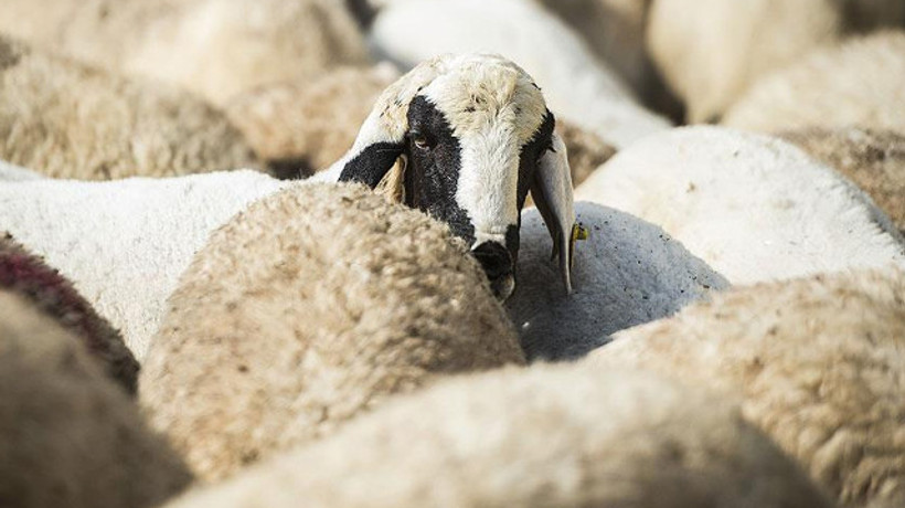 Kurbana yüzde 10 zam