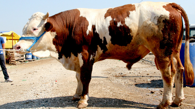 Satılamayan kurbanlıkları ESK alacak