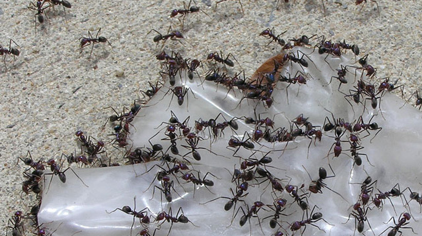 İşgale hazırlanıyorlar!