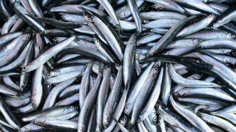 Hamsi döndü, fiyatlar düştü