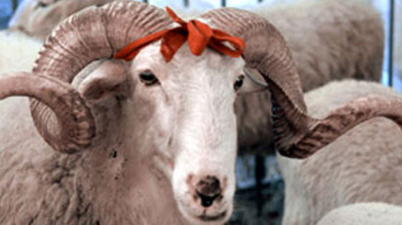 Kurbanla ilgili flaş karar!